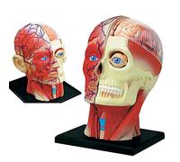 Model Anatomy Of The Skeleton Human Brain - Transversal 14 Removable Pieces Organ