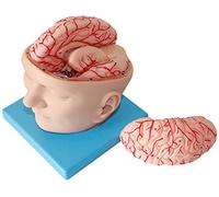 Model Body, Skeleton Model, Skull And Human Brain, Natural Size Anatomy Exhibition Study In The Science Classroom, Teaching 9 Piece