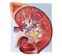 Model,Enlarge 3 Times with Accurate Anatomy Structure & Clear Texture for Learning and Understanding The Structure