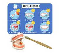 Model for Brushing, Model for Brushing Teeth for Children, Brush Toy for Early Education, Toothbrush Trainer Model, Dental Development Tool for Children, Educational Dental Model Set