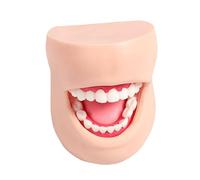 Model For Dentist-Resin Material Human Dental Models For Dental Teaching Demonstrations