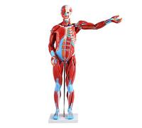 Model Human Muscle Anatomy 80cm Internal anatomical organ model of the torso 27 pieces with removable brain and heart fo