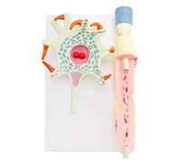 Model Human Neuron Organ Cell School Experimental Equipment Teaching