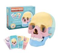 Model Human Skull | Pet, 14.5x8.6x11 Cm, 315g | Detachable Bone Specimen for Medical Education | Skeleton Artistic Drawing, Anatomy Cavity