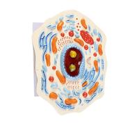Model Inside Section Inside Equipment View Major Organelles Teaching Aid Display of Kit Stem Kit, Animal Cell Model