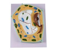 Model Inside Section Inside Equipment View Major Organelles Teaching Aid Display of Kit Stem Kit, Plant Cell Model