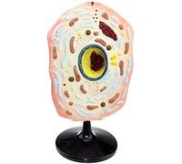 Model of Anatomy Mobile - Model of Animal and plant cells - Microscopic Model Structure of Cells Animal Model of Cell Structure size,Animal