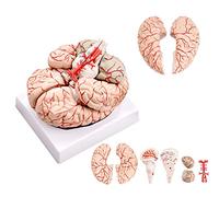 Model of Brain,Brain Anatomy Model,3D Brain Model 41 Accurate Digital Logos Human Brain Model,Anatomical Accurate Brain