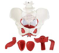Model of Female Pelvis and Pelvic Floor, Muscles and Organs Removable Organs Include Uter