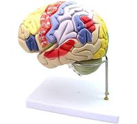 Model of Human Brain Anatomy 2X Model of Human Brain Brain Removable Anatomical Model in 4 Parts for The Teaching of Medical Model School Teaching Demonstration