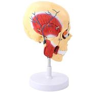Model Of Human Chewing Muscle - Model Of Human Skull, Brain, Jaw, Anatomy, Muscle, Nerve, Arterial Veins, Masser Muscle, Transdermal Skin
