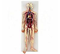 Model of Human Circulatory System with 70 Digital Sign and English Instruction Manual, Detachable 3D Heart Blood Circulation Model for Patient Communication and Training