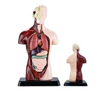 Model of the Human Body - Precision Scientific Learning Kit, Anatomical Models of the Human Body, for Girls Boys 6 Years Old, Home, School, Hospital, Favors, Birthday, Party