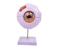Model of The Human Eye, Enlarged Eye Model for