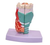 Model of The Human Larynx, 1:1 Throat Model for