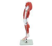 Model of The Muscles of The Human Leg Medical Anatomical Muscular Leg Model 13 Removable Muscle Parts Life Size Human Le
