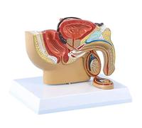 Model of the urine system 1: 2 male pelvis Sagittal cut testicles prostate bladder rectal urine model 19 * 15 * 15cm