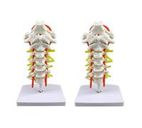 Model Teaching Model Human Cervical Spine Teaching Model Bone Teaching Model with Nerve Carotid Artery Biology Anatomy Models for Offices and Classrooms Medical Learning Resources(2 Pieces)