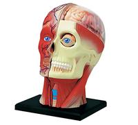 Model Teaching Model Removerable Brain Model For Teaching Human Head Anatomy Model Head Superficial Neurovascular Musculature Model For Teaching
