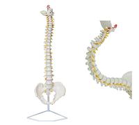 Model with Stand Human Skeleton Spine Model 78Cm Model | Flexible Human Spine Model, Anatomical Model with Vertebrae， for Science Education & Patient Education