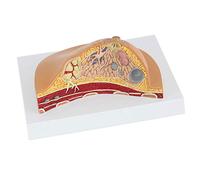 ModelBreast Structure Anatomical ModelNatural BigUsed For Medical ResearchAnatomy Teaching Display