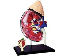 Models,4D Human Kidney Anatomy Model Kit With Detachable 13 Parts Human Anatomy For Students Science Teaching Models Human Models Skeleton Model