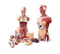 Models 85CM Human Both Sexes Torso Anatomy Model Detachable 29 Parts Human Internal Organs Anatomy Model Skeleton Muscle Model Education Resources
