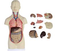 Models Anatomical Model, Human Body Model, No Gender Human Torso Anatomy Model, Human Heart, Skeleton Models, 3D Model Study Tools With 12 Internal Organs Can Be Removed for Anatomy Physiolo