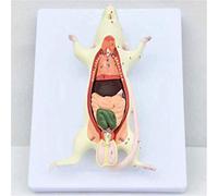 Models Anatomical of Mouse Organs Mouse Assembling Puzzles Animal Anatomy Teaching for School,Education