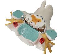 Models Educational Model Cervical Spinal Cord And Nerve Enlargement Model - Human Organ Anatomy Model Anatomical Model Of The Spinal Cord