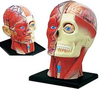 Models Model Human with Brain Anatomy Model Anatomy Model Cross Sectional Model 14 Detachable Parts Human Brain Anatomy Model Human Organ Anatal Model