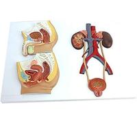 Models of The Male and Female Genitourinary System Medical Anatomical Models of The Genitourinary System Teaching Aids for Teaching Science Kits