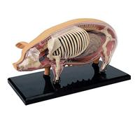 Models Pig Viscera Anatomy Model Removable Organ Model Reptile Biology Teaching Model Model Animal Research Teaching Quality Material