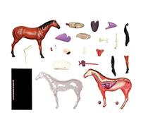 Models Skeleton Model Anatomy Model, Assembly Model Horse Anatomical Model Medical, Animal Models Removable 26 Organs Body Parts Veterinary Medical Teaching Model, Biology Teaching Veterinar