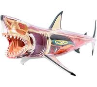 Models Skeleton Model Anatomy Model, Great White Shark Anatomy Model - Detachable 20 Parts Shark Organ Anatomy Model - 4D Vision Animal Anatomical Model - for Study Display Teaching Medical