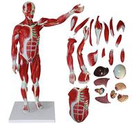Models Teaching model human muscle viscera anatomy model 80 cm medical human muscle tissue model and neck skeleton model 27 parts
