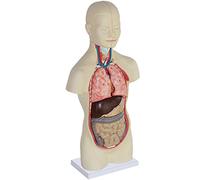 Models Torso Anatomy Model 19 Inch Mini Has 12 Removable Parts Anatomical Assembly Model of Human Organs Great Human Anatomy Model for Kids