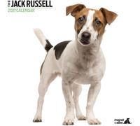 Modern Jack Russell 2021 Calendar - 30cm x 30cm