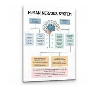 Modern Therapy Decor: Brain and Nervous System Psychology Art Poster, Mental Health Educational Wall Print for Counselor & Social Worker Office(12x18inch(30x45cm),Unframed)