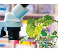 Modifying the Genes of Plants