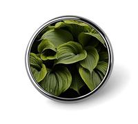 Moist Hosta Leaves Blank Round Badge Buttons Clear Button Pins for Craft Projects Badge Making Accessories