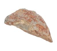 MOKKHNB Ancient Fern Plant Leaf Specimen in Stone, Authentic Prehistoric Remnant Decoration for History Museum Display or Home, Inspires Curiosity about Geology and Paleobotany