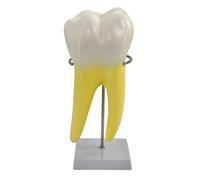 Molar Teaching Model Realistic Molar Tooth Demonstration on Stable Base Design for Medical School Education Odontological Teaching