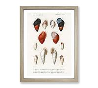 Mollusk Shell Illustrations Pl. 20 By Charles D' Orbigny Vintage Framed Print | A3 Oak Framed Wall Art | Ready to Hang | Classic Nature Picture | Living Room Bedroom Lounge Office