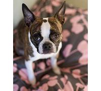 Molly Mutt 100% cotton dog bed duvet cover (Medium/Large, La Vie en Rose(Misty grey/dusky pink)