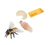 MOLUCKFU 1Set Educational Bee Growth Cycle Models Realistic Simulation for Enhancing Cognitive Skills and Imagination Nature Exploration
