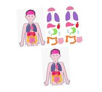 MOLUCKFU 2 Sets DIY Human Organs Models for Educational Teaching Aid for Anatomy Learning Engaging Hands Science Kit for Human Torso Body Model Assembly