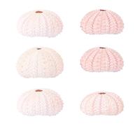 MOLUCKFU 6pcs Sea Urchin Shells for Air Plants, Creative White Shell Flowerpots with Conch Shape, Multi-functional Indoor Plant Holders for Balcony and Garden Decoration Random Color