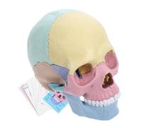 MOLUCKFU Detachable Human Skull Model Puzzle for Anatomy Learning Realistic Plastic Construction Hands Teaching Tool for Students and Artists Educational Skeleton Model