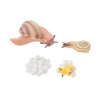MOLUCKFU Realistic Snails Growth Model Educational Cognitive for Vivid Plastic Snail Evolution Display for Early Learning Home and Classroom Teaching Ornament